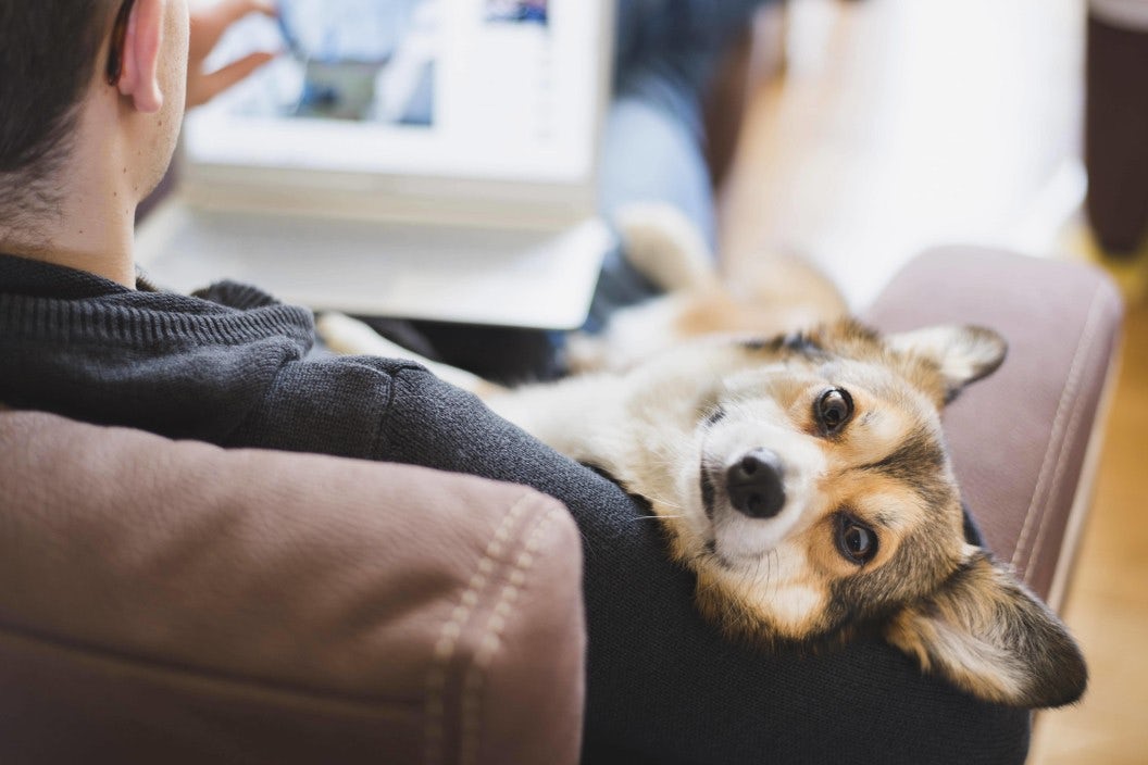 Increase the employee experience with a Dog Friendly office